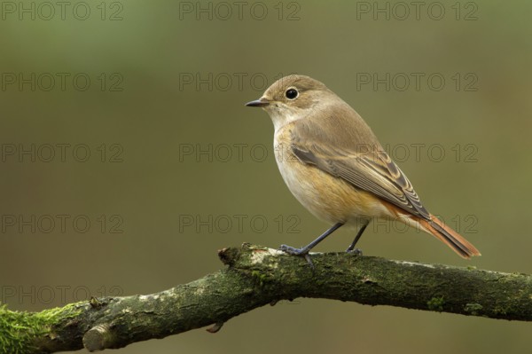 Common Redstart (Phoenicurus phoenicurus) female, Utrecht, Netherlands
