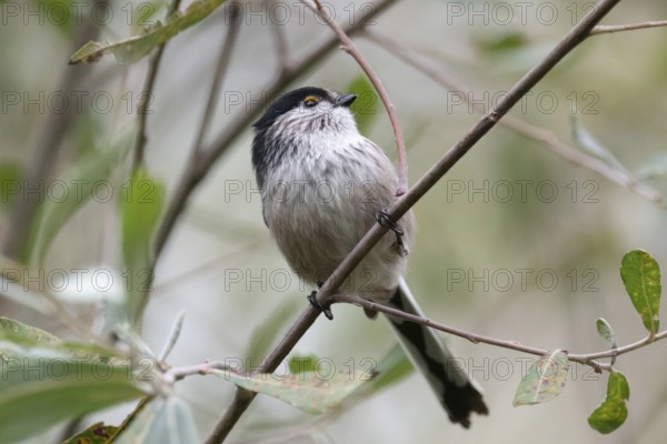 A delicate long-tailed tit perches gracefully on a slender branch, surrounded by lush green foliage. Its soft plumage and long tail add charm to the serene natural setting