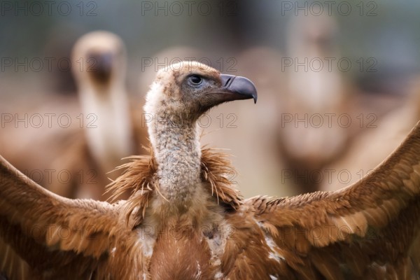 Griffon Vulture (Gyps fulvus) juvenile, Castile-La Mancha, Spain