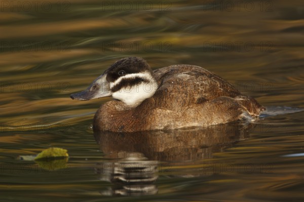 White-headed Duck (Oxyura leucocephala) female, North Rhine-Westphalia, Germany