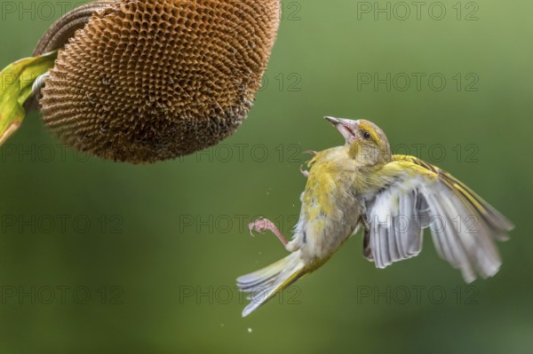 European Greenfinch (Chloris chloris) male at a sunflower (Helianthus annuus), Mecklenburg-Western Pomerania, Deutschland