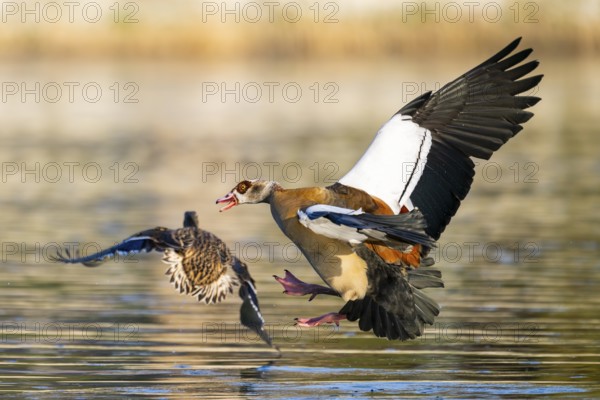 Egyptian goose (Alopochen aegyptiaca) aggressively attacking other seabirds on a lake, invasive species, Bavaria, Germany