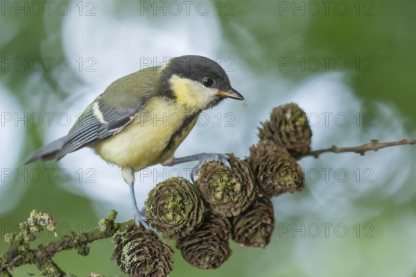 Great Tit (Parus major) juvenile, Lower Saxony, Germany