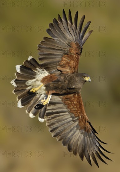 Harris's Hawk (Parabuteo unicinctus) flying, Texas, USA