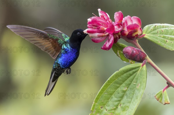 Velvet-purple Coronet (Boissonneaua jardini) feeding at a flower in Colombia, South America