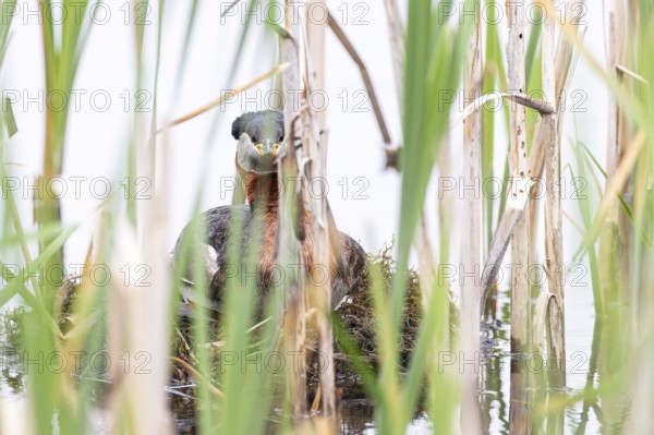 Red-necked Grebe (Podiceps grisegena) sitting on its nest, Virkkula, Liminganlahti, Northern Ostrobothnia, Finland