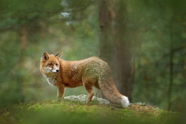 Fox in green forest. Cute Red Fox, Vulpes vulpes, at forest with flowers, moss stone. Wildlife scene from nature. Animal in the nature habitat. Fox hidden in green vegetation