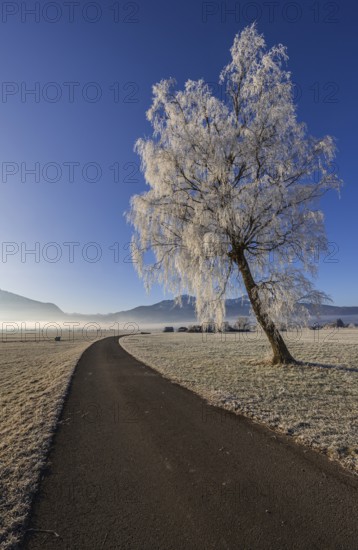 Tree, birch, hoarfrost, fog, path, sunny, mountain landscape, winter, Loisach-Lake Kochel moor, view of Herzogstand, Heimgarten, Alpine foothills, Bavaria, Germany