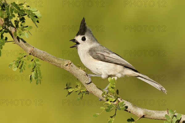 Black-crested Titmouse (Baeolophus atricristatus) singing, Texas, USA