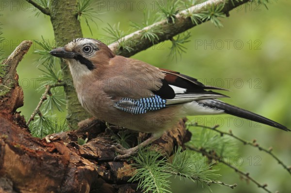 Eurasian Jay (Garrulus glandarius), Lower Saxony, Germany