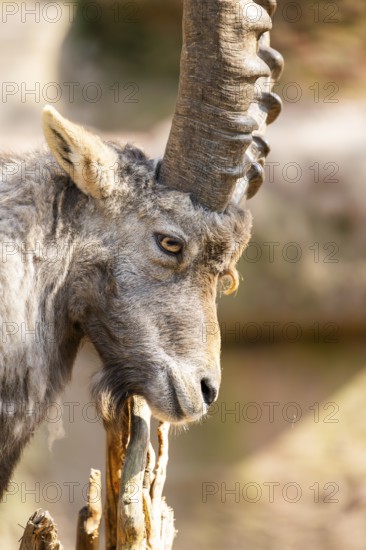 Alpine ibex (Capra ibex), in the mountains, Bavaria, Germany