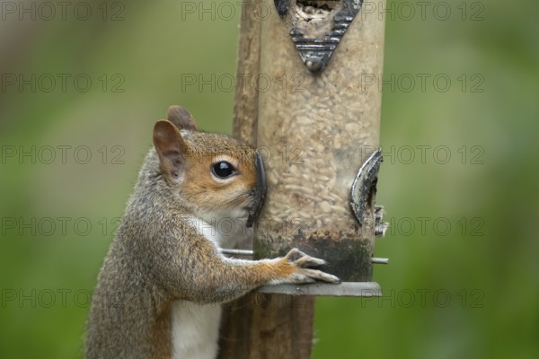 Grey squirrel (Sciurus carolinensis) adult animal eating sunflower seed hearts from a garden bird feeder, England, United Kingdom