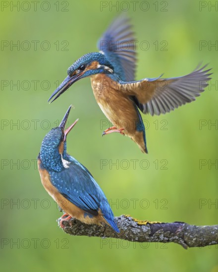 Common Kingfisher (Alcedo atthis) pair, Saxony-Anhalt, Germany