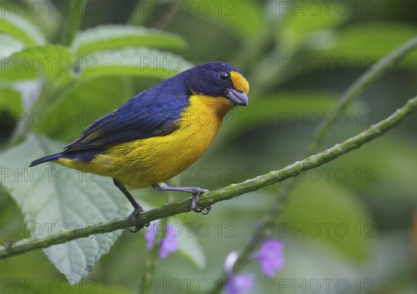 Violaceous Euphonia (Euphonia violacea) male, Asa Wright, Trinidad