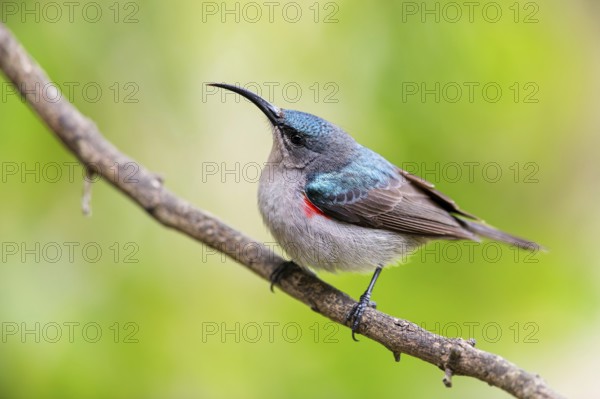 Double-banded Sunbird, Sunbirds, (Cinnyris afer), Garden Route National Park, Wil, Wilderness, Western Cape, South Africa