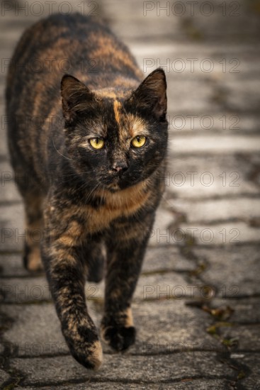 A black-red-brown domestic cat (Felis Catus) walks on paving stones with a focussed gaze, Ternitz, Lower Austria, Austria