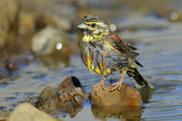 Cirl Bunting (Emberiza cirlus) male at waterhole, Andalusia, Spain