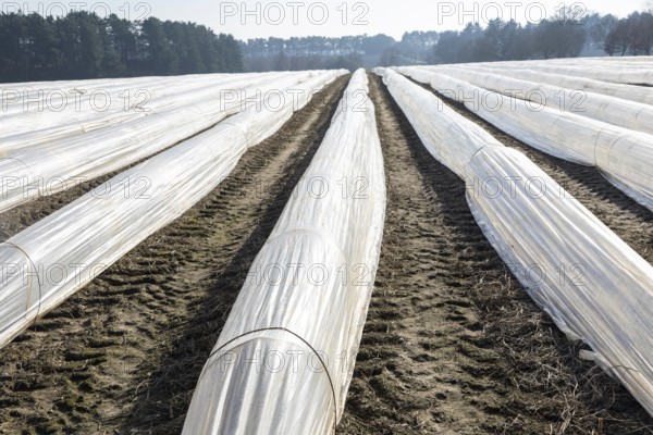 Polythene cloches, polytunnels, folio tunnels, running across farmland field to protect crops from frost, Wantisden, Suffolk, England, UK