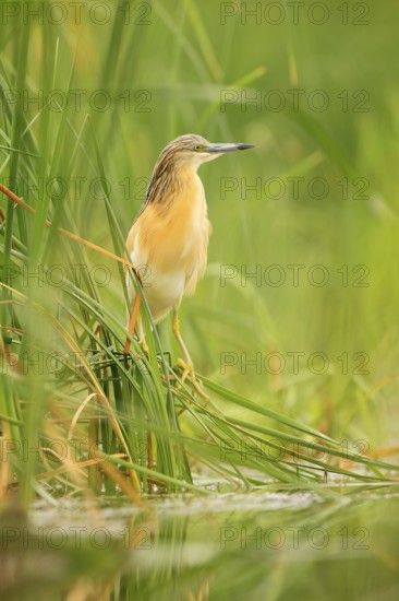 Squacco Heron, Ardeola ralloides, yellow water bird in the nature, water green grass in the background, Hungary