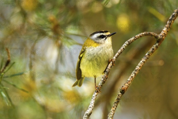 Common Firecrest (Regulus ignicapilla), Avila, Spain