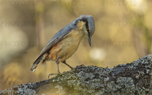 Kleiber (Sitta europaea)