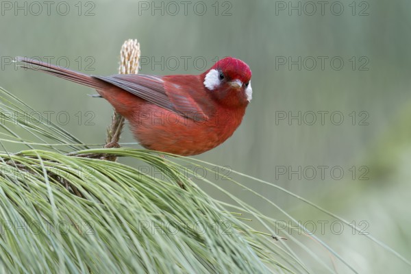Red Warbler (Cardellina rubra) perched on a branch in Oaxaca, Mexico