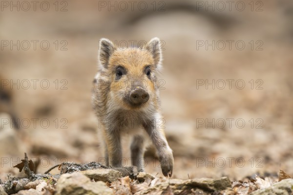 Wild boar (Sus scrofa) piglet walking in a forest, Bavaria, Germany