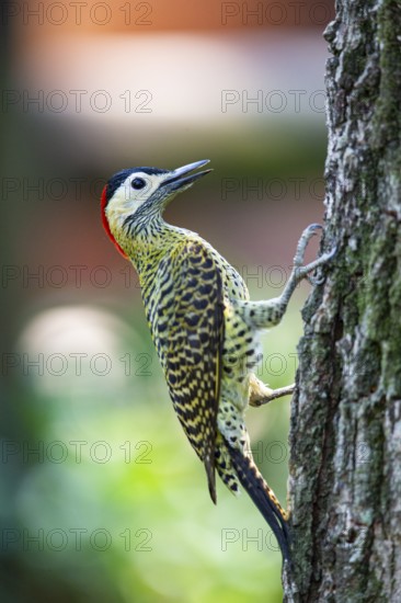 Green-banded Woodpecker (Colaptes melanochlorus) Pantanal Brazil