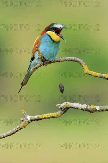 European Bee-eater (Merops apiaster) male regurgitating pellet, Andalusia, Spain
