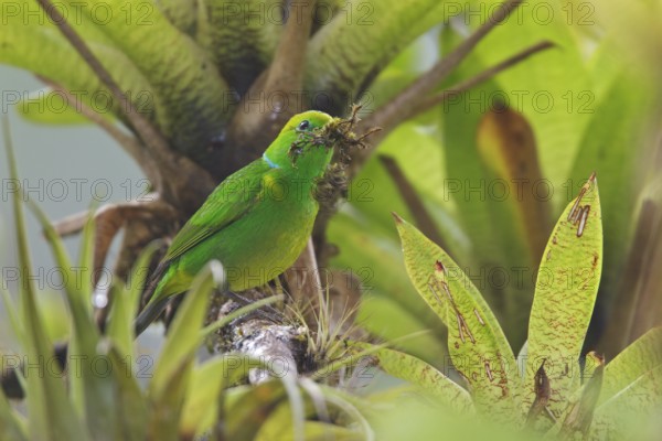 Golden-browed Clorophonia (Chlorophonia callophrys) perched on a branch in Costa Rica, Central America