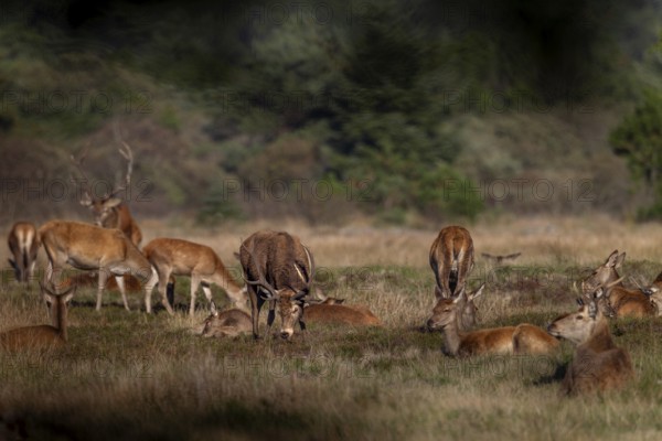 A red deer (Cervus elaphus) testing the mating readiness of a doe that had been lying in this spot shortly in front of, rutting season, October, Denmark