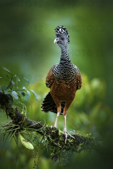 Bare-faced Curassow, Crax fasciolata, big black bird with yellow bill in the nature habitat, Costa Rica. Wildlife scene from tropic forest. Brown bird in green grass, tropic nature. Jungle bird