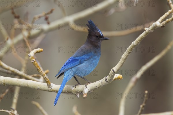 Steller's Jay Cyanocitta stelleri Lee Vining Canyon, California, United States 13 May Adult Corvidae