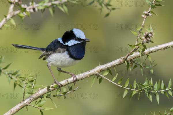 Superb Fairywren (Malurus cyaneus) perched on a branch in eastern Australia
