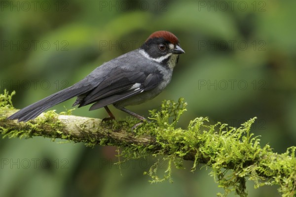 Slaty Brush-Finch (Atlapetes schistaceus) perched on a branch in the Andes Mountains of Colombia