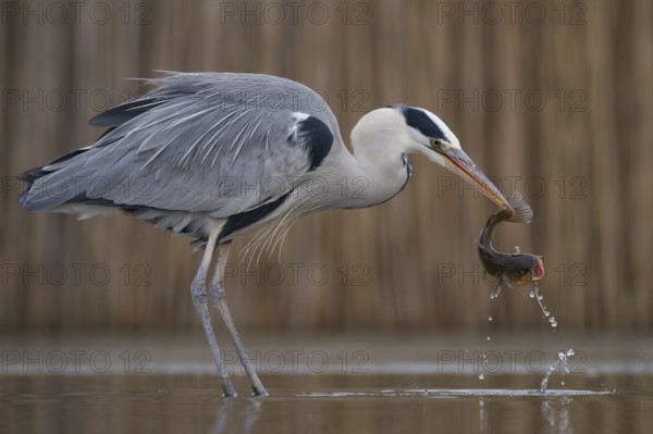 Grey Heron (Ardea cinerea) with fish prey in beak, Pusztaszer, Hungary