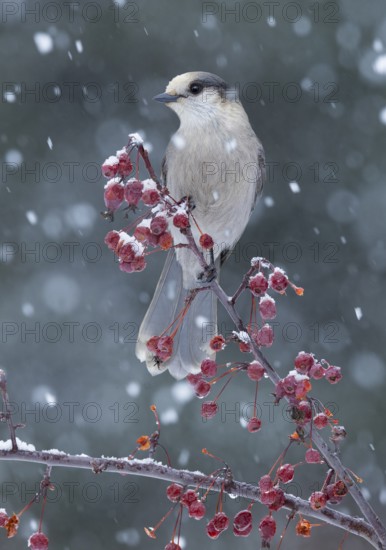 Grey Jay (Perisoreus canadensis) perched on a branch with red berries in snowfall, Alaska, USA