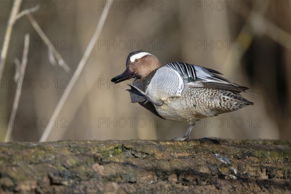 Garganey (Spatula querquedula) male, Saxony, Germany