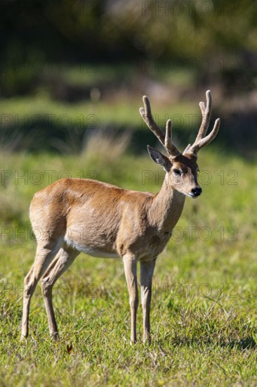 Pampas deer (Ozotoceros bezoarticus) Pantanal Brazil
