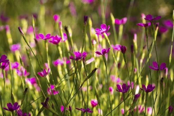 A colorful array of pink dianthus flowers basking in sunlight, showcasing their delicate petals during a vibrant spring bloom. The green stems add a fresh contrast