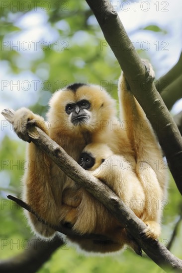 Northern white-cheeked gibbon (Nomascus leucogenys), female with juvenile, captive, occurrence in Asia