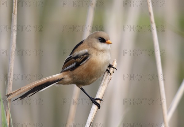 Bearded Reedling (Panurus biarmicus) juvenile, Mecklenburg-Western, Pomerania, Germany