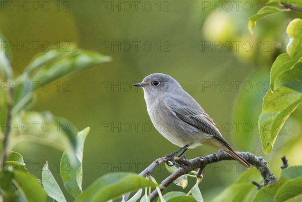 Black Redstart (Phoenicurus ochruros) juvenile perched on a branch, Brandenburg, Germany