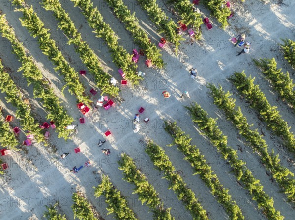 Vintage at the vineyard of the Bodega González Byass near the town of Jerez de la Frontera. Aerial view. Drone shot. Cádiz province, Andalusia, Spain