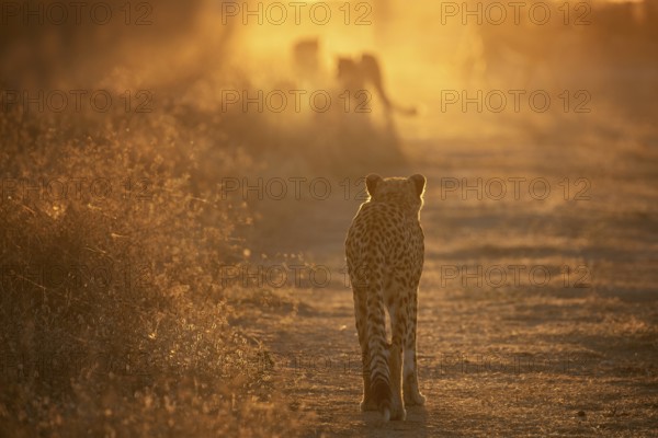 Cheetah (Acinonyx jubatus) back view of group walking into sunset on trail, Castile-La Mancha, Spain