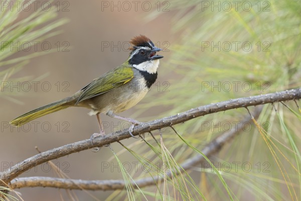 Collared Towhee (Pipilo ocai) perched on a branch in Oaxaca, Mexico