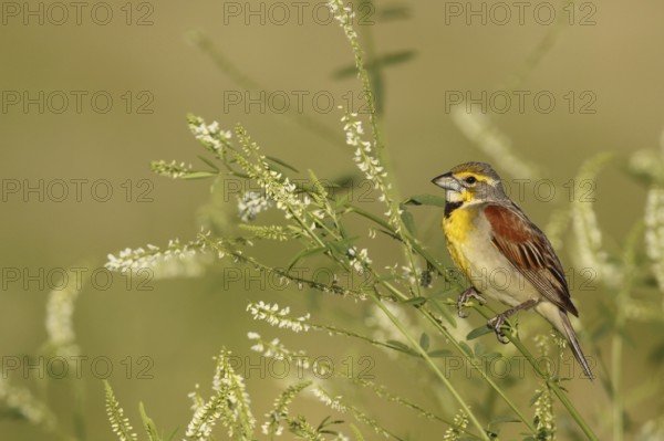 Dickcissel (Spiza americana), Ohio, USA