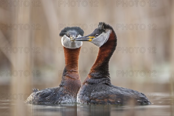 Red-necked Grebe (Podiceps grisegena) pair displaying, Saxony-Anhalt, Germany