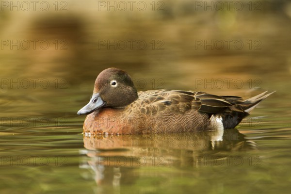 Brown Teal (Anas chlorotis) male, North Island, New Zealand