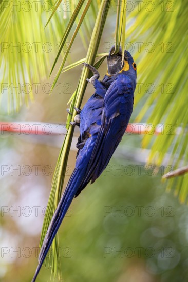 Hyacinth Macaw (Anodorhynchus hyacinthinus) Pantanal Brazil